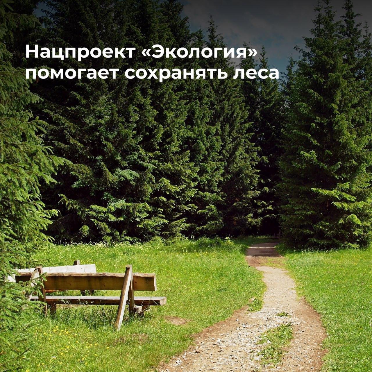В 2024 году в Ульяновской области продолжат проводить мероприятия по защите лесов..