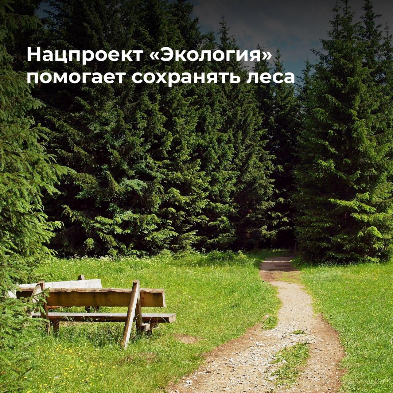 В 2024 году в Ульяновской области продолжат проводить мероприятия по защите лесов.
